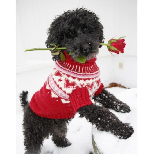 Valentino by DROPS Design - Hundtröja Stick-mönster str. XS - L