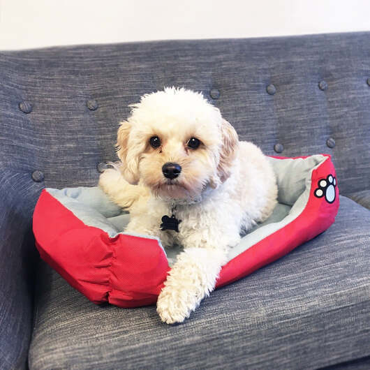 Hundkorg / kattkorg 55 - 80 cm fler färger - Röd MEDIUM