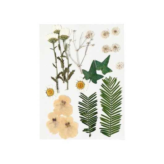 Creativ Company Dried Flowers and Leaves Off-white 19dlg.